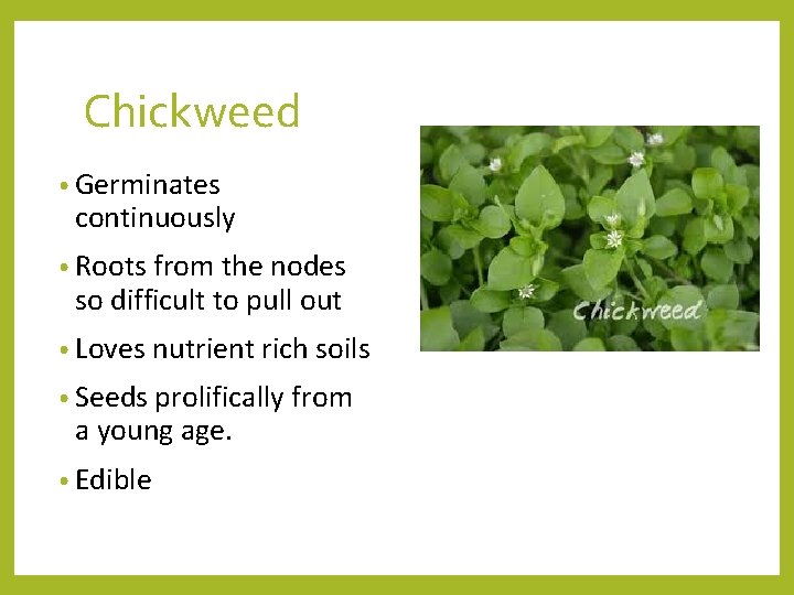 Chickweed • Germinates continuously • Roots from the nodes so difficult to pull out