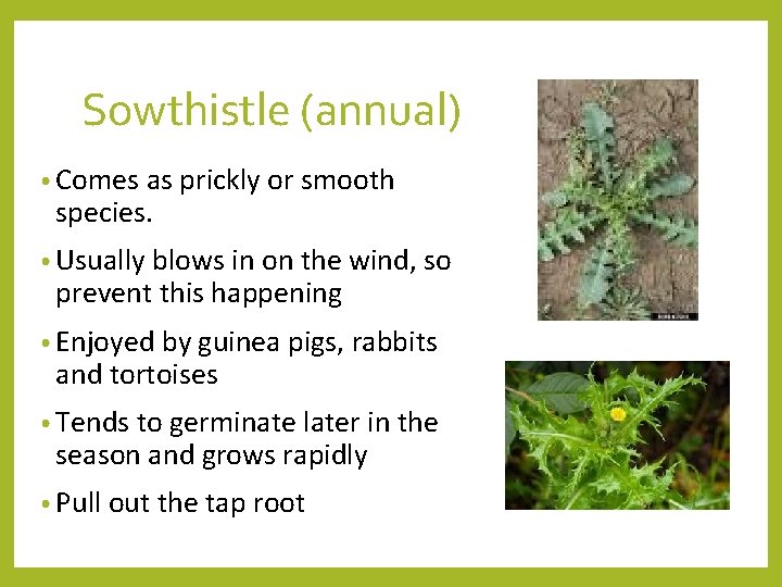 Sowthistle (annual) • Comes as prickly or smooth species. • Usually blows in on