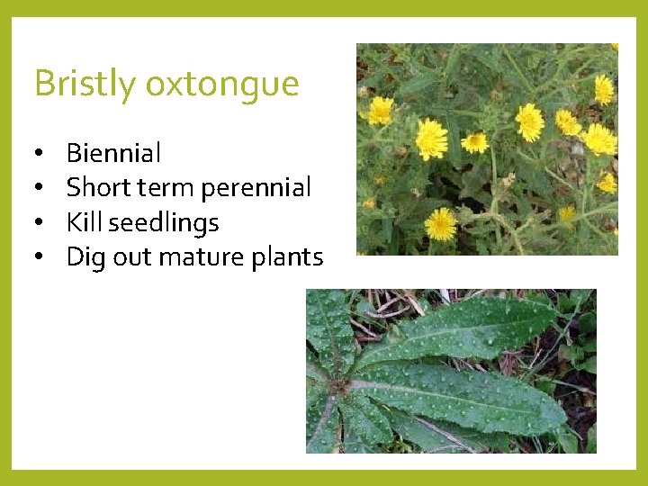 Bristly oxtongue • • Biennial Short term perennial Kill seedlings Dig out mature plants