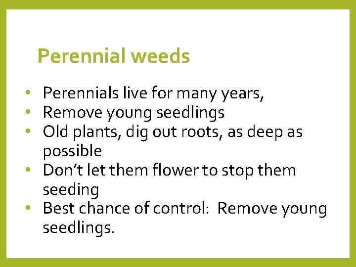 Perennial weeds • Perennials live for many years, • Remove young seedlings • Old