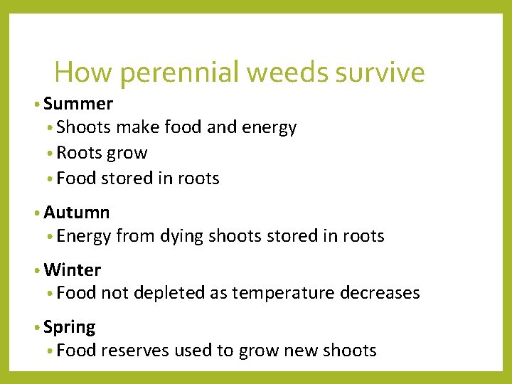 How perennial weeds survive • Summer • Shoots make food and energy • Roots