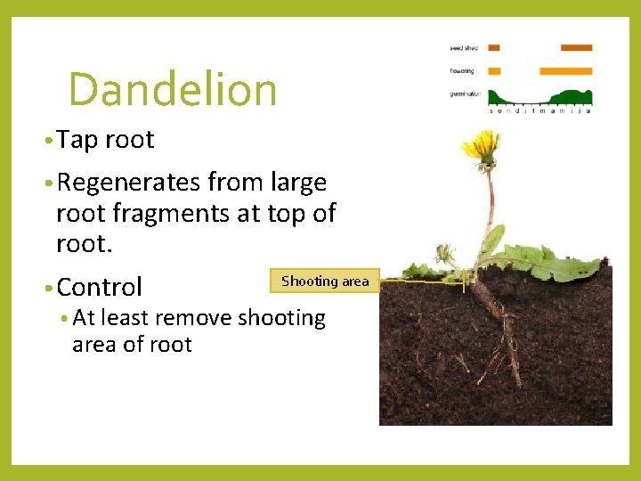 Dandelion • Tap root • Regenerates from large root fragments at top of root.