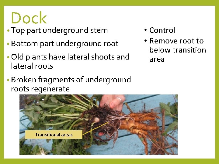 Dock • Top part underground stem • Bottom part underground root • Old plants