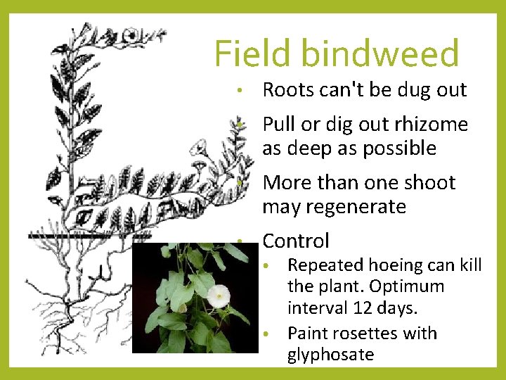 Field bindweed • Roots can't be dug out • Pull or dig out rhizome