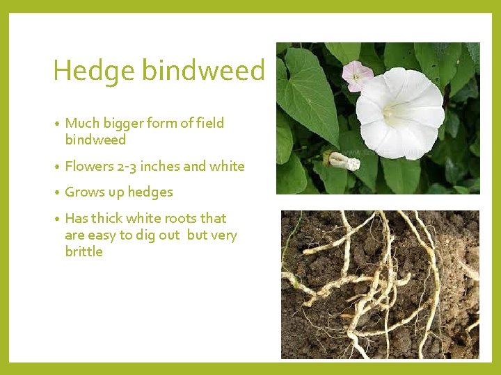 Hedge bindweed • Much bigger form of field bindweed • Flowers 2 -3 inches