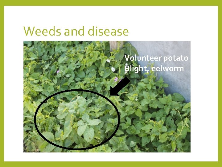 Weeds and disease Volunteer potato Blight, eelworm 