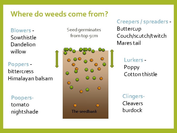 Where do weeds come from? Blowers Sowthistle Dandelion willow Seed germinates from top 5
