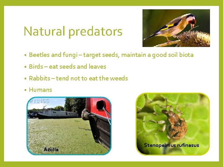 Natural predators • Beetles and fungi – target seeds, maintain a good soil biota