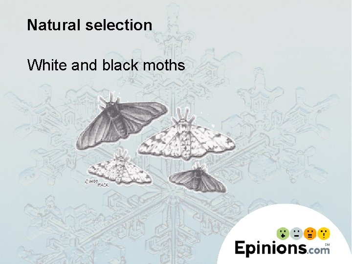 Natural selection White and black moths 