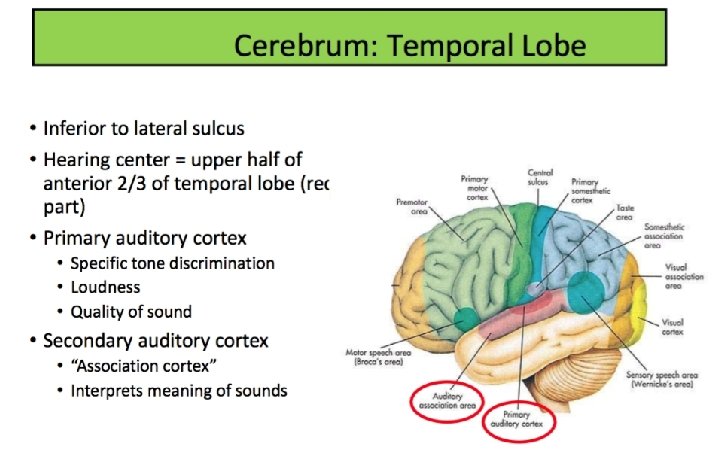  Thalamus: the relay center for most of the sensory inputs Receive tonotopic input