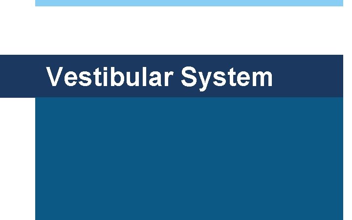 Vestibular System 