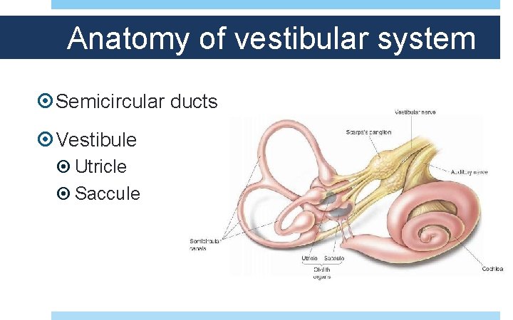 Anatomy of vestibular system Semicircular ducts Vestibule Utricle Saccule 