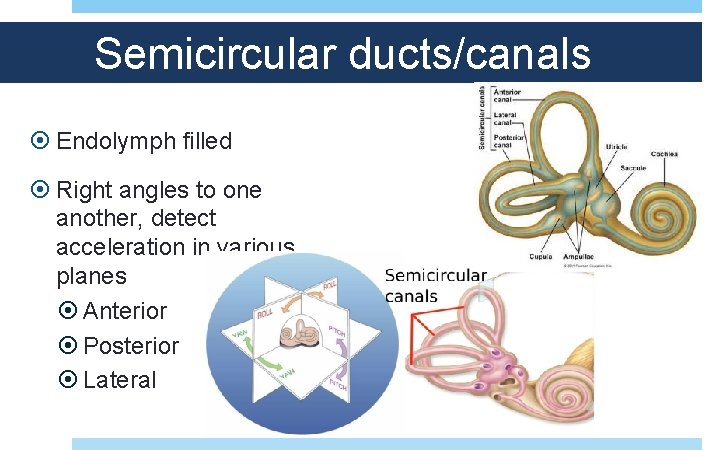 Semicircular ducts/canals Endolymph filled Right angles to one another, detect acceleration in various planes