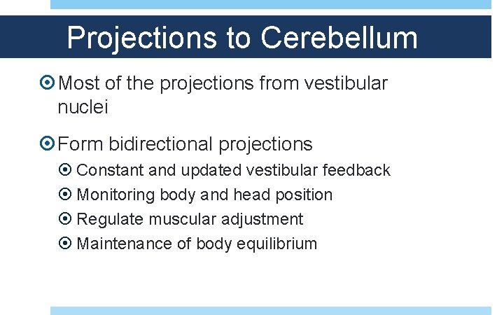 Projections to Cerebellum Most of the projections from vestibular nuclei Form bidirectional projections Constant