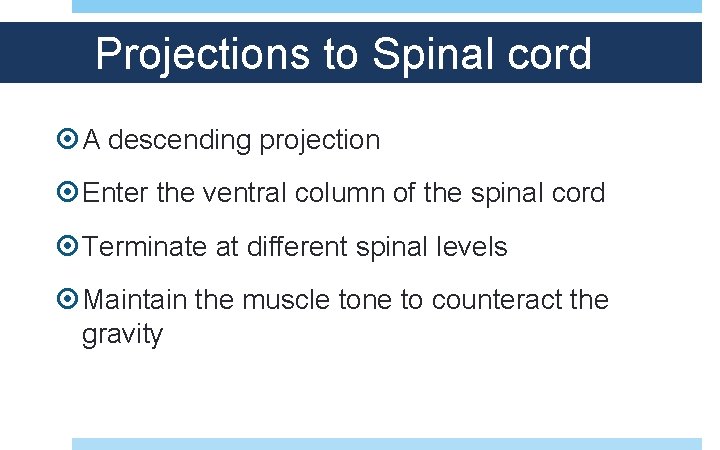 Projections to Spinal cord A descending projection Enter the ventral column of the spinal