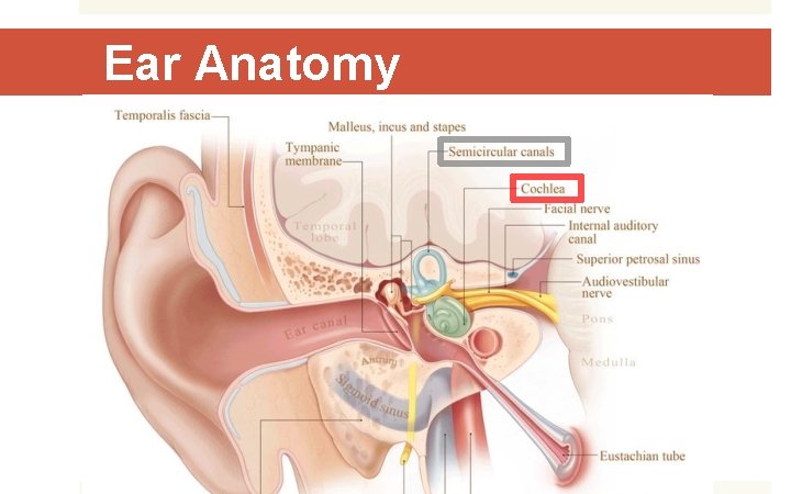 Ear Anatomy 
