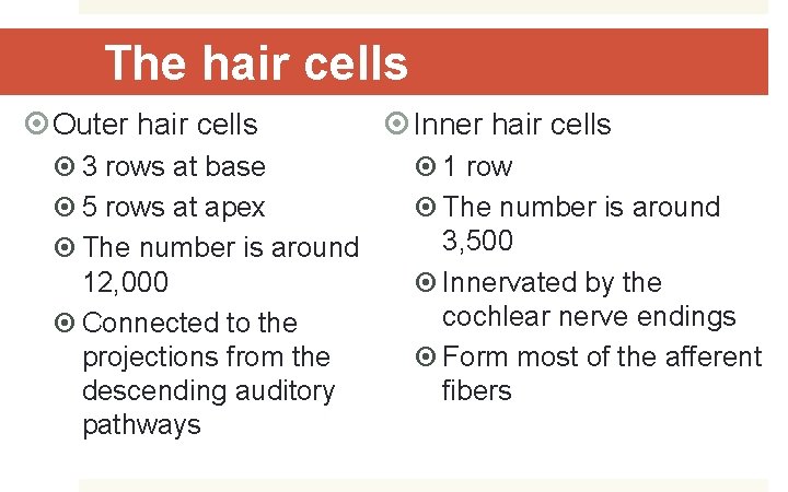 The hair cells Outer hair cells 3 rows at base 5 rows at apex