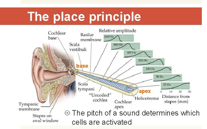 The place principle base apex The pitch of a sound determines which cells are