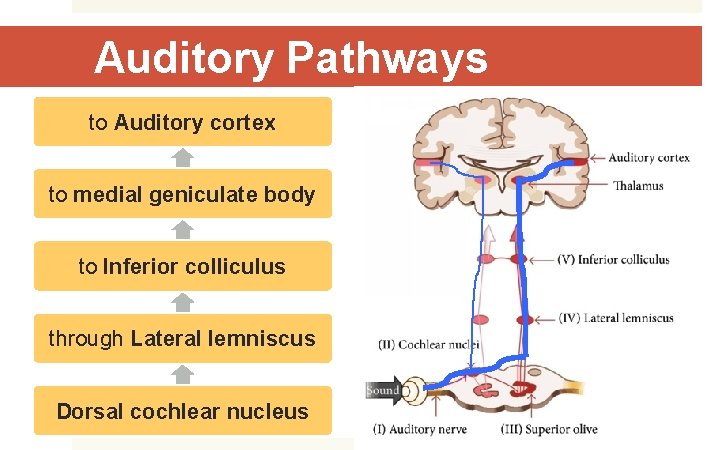 Auditory Pathways to Auditory cortex to medial geniculate body to Inferior colliculus through Lateral