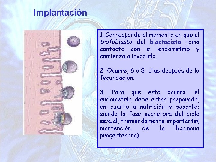 Implantación 1. Corresponde al momento en que el trofoblasto del blastocisto toma contacto con