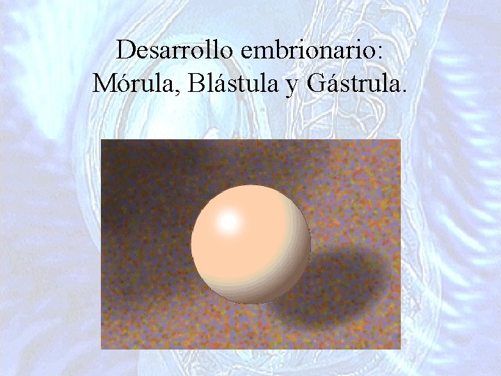 Desarrollo embrionario: Mórula, Blástula y Gástrula. 