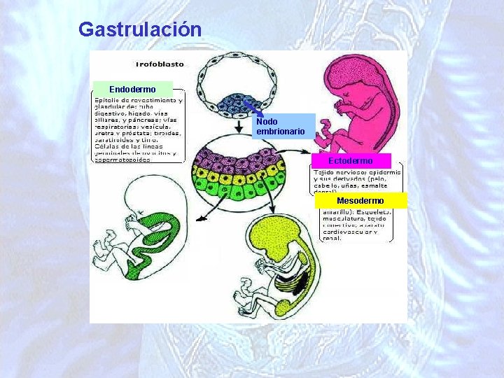 Gastrulación Endodermo Nodo embrionario Ectodermo Mesodermo 