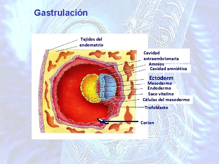Gastrulación Tejidos del endometrio Cavidad extraembrionaria Amnios Cavidad amniótica Ectoderm Mesodermo o Endodermo Saco