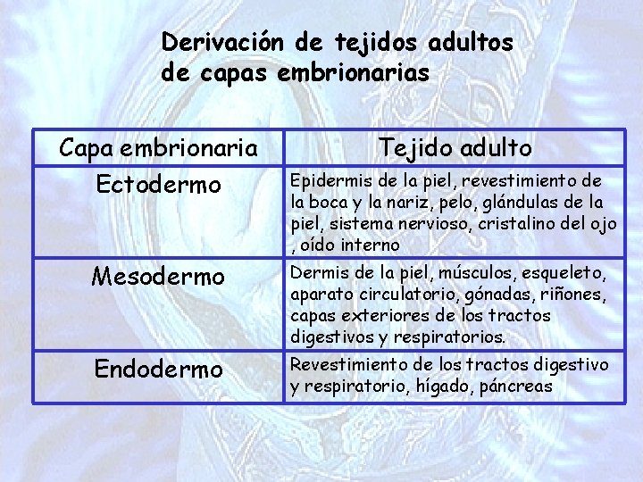 Derivación de tejidos adultos de capas embrionarias Capa embrionaria Ectodermo Tejido adulto Epidermis de