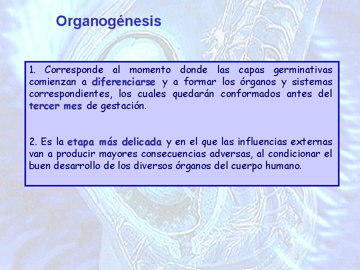 Organogénesis 1. Corresponde al momento donde las capas germinativas comienzan a diferenciarse y a