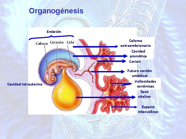 Organogénesis Embrión Cabeza Corazón Cola Cavidad intrauterina Celoma extraembrionario Cavidad amniótica Corion Futuro cordón
