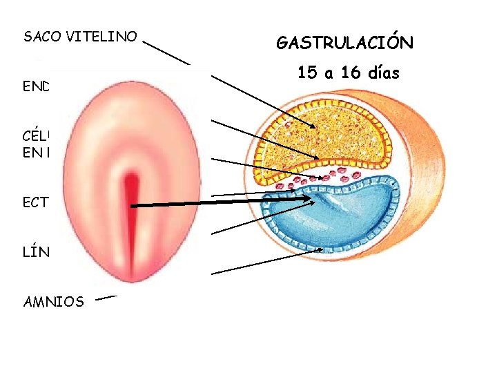 SACO VITELINO ENDODERMO CÉLULAS MESODÉRMICAS EN FORMACIÓN ECTODERMO LÍNEA PRIMITIVA AMNIOS GASTRULACIÓN 15 a