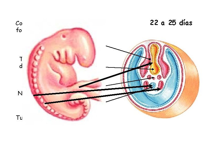 Cordón umbilical en formación Tracto digestivo Notocordio Tubo neural 22 a 25 días 