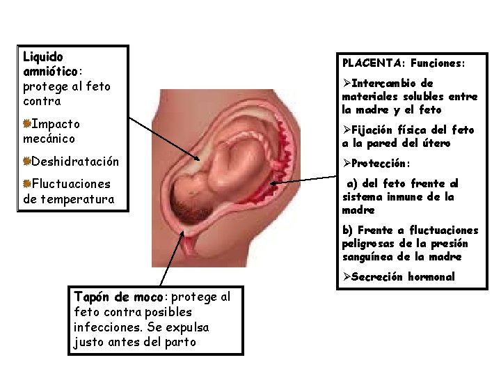 Liquido amniótico: protege al feto contra Impacto mecánico Deshidratación Fluctuaciones de temperatura PLACENTA: Funciones: