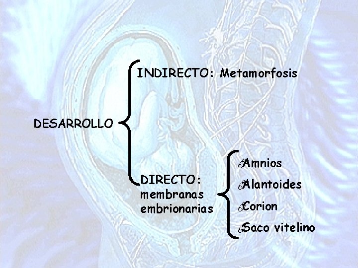 INDIRECTO: Metamorfosis DESARROLLO Amnios DIRECTO: membranas embrionarias Alantoides Corion Saco vitelino 