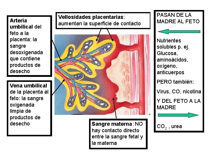 Arteria umbilical del feto a la placenta: la sangre desoxigenada que contiene productos de