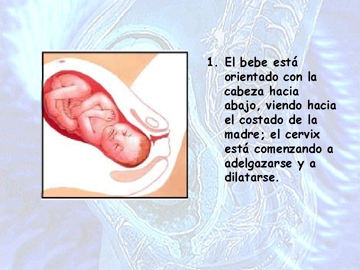 1. El bebe está orientado con la cabeza hacia abajo, viendo hacia el costado