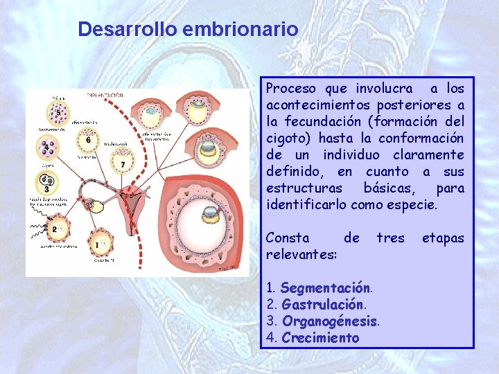Desarrollo embrionario Proceso que involucra a los acontecimientos posteriores a la fecundación (formación del