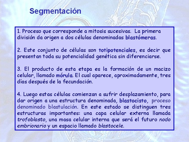 Segmentación 1. Proceso que corresponde a mitosis sucesivas. La primera división da origen a