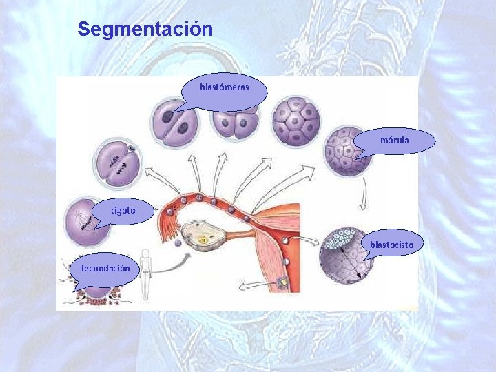 Segmentación blastómeras mórula cigoto blastocisto fecundación 