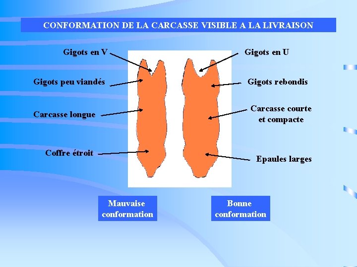 CONFORMATION DE LA CARCASSE VISIBLE A LA LIVRAISON Gigots en V Gigots peu viandés