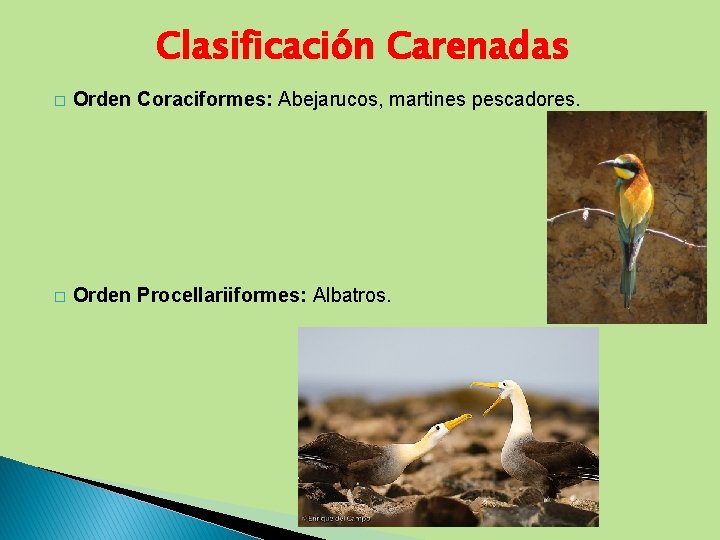 Clasificación Carenadas � Orden Coraciformes: Abejarucos, martines pescadores. � Orden Procellariiformes: Albatros. 