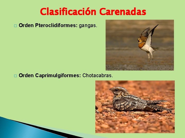 Clasificación Carenadas � Orden Pteroclidiformes: gangas. � Orden Caprimulgiformes: Chotacabras. 