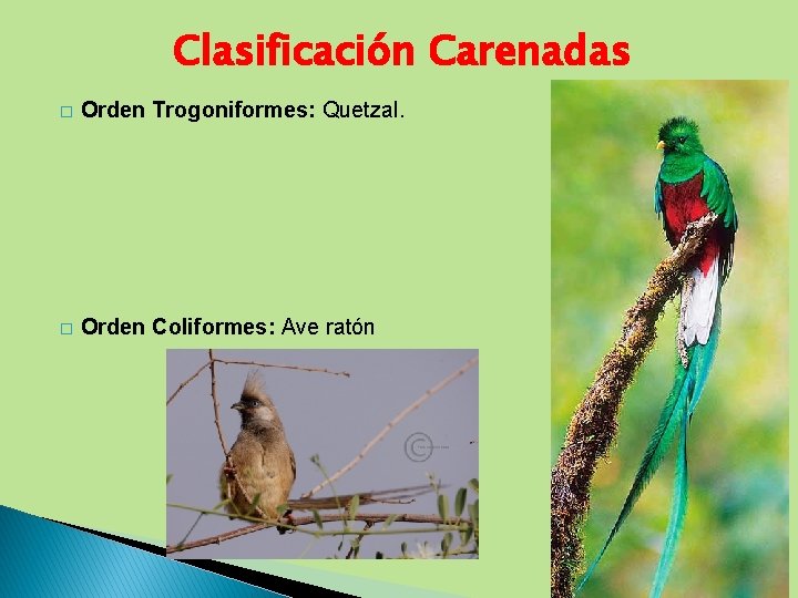 Clasificación Carenadas � Orden Trogoniformes: Quetzal. � Orden Coliformes: Ave ratón 