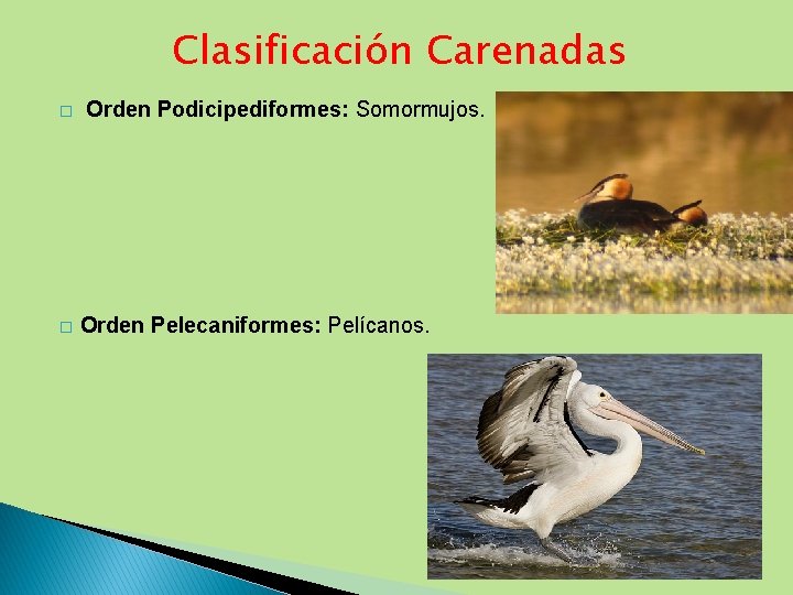 Clasificación Carenadas � � Orden Podicipediformes: Somormujos. Orden Pelecaniformes: Pelícanos. 