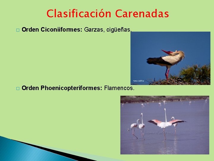 Clasificación Carenadas � Orden Ciconiiformes: Garzas, cigüeñas. � Orden Phoenicopteriformes: Flamencos. 