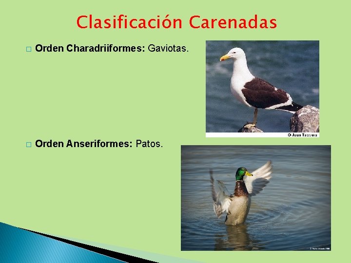 Clasificación Carenadas � Orden Charadriiformes: Gaviotas. � Orden Anseriformes: Patos. 