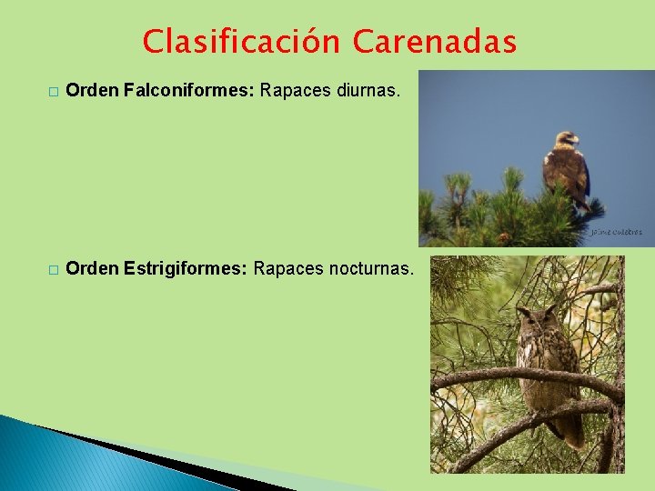 Clasificación Carenadas � Orden Falconiformes: Rapaces diurnas. � Orden Estrigiformes: Rapaces nocturnas. 