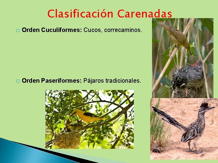Clasificación Carenadas � Orden Cuculiformes: Cucos, correcaminos. � Orden Paseriformes: Pájaros tradicionales. 