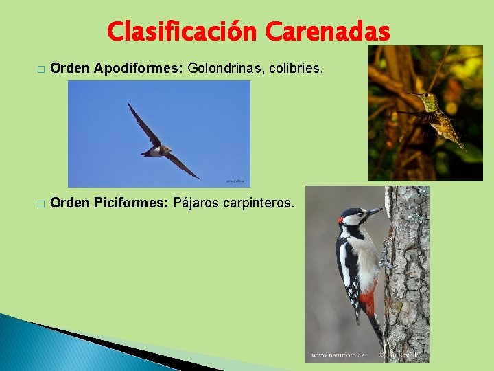 Clasificación Carenadas � Orden Apodiformes: Golondrinas, colibríes. � Orden Piciformes: Pájaros carpinteros. 