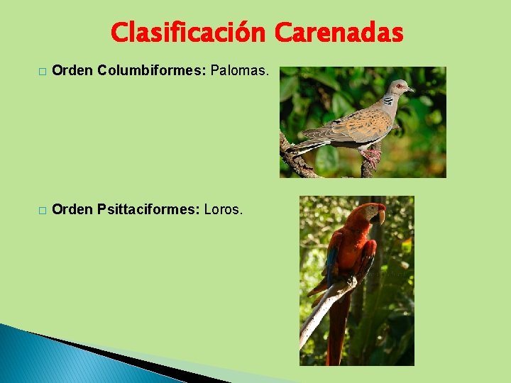 Clasificación Carenadas � Orden Columbiformes: Palomas. � Orden Psittaciformes: Loros. 